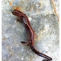 Eastern red-backed salamander