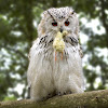 Siberian Eagle-Owl