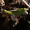 Northern Green-striped Grasshopper