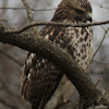 red shoulder hawk(immature)