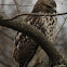 red shoulder hawk(immature)