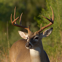 GForce Deer Call Generator logo