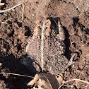 Northern Toad