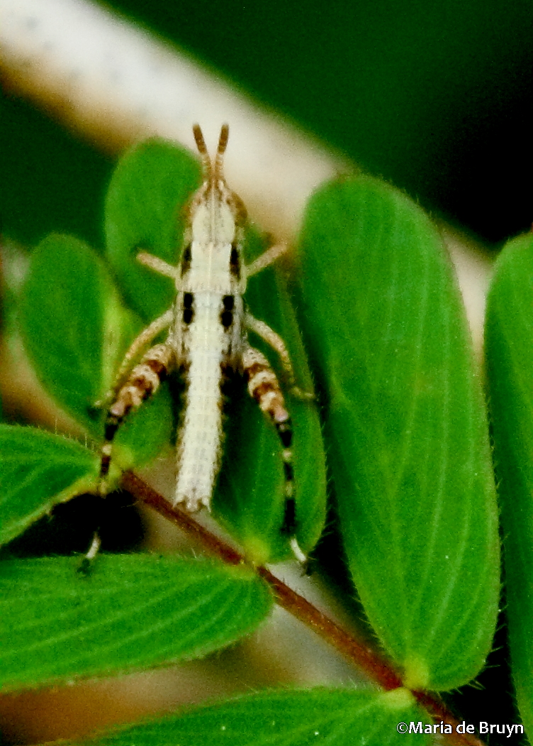 Short-winged green grasshopper