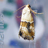 Noctuid Moth