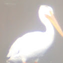 American white pelican