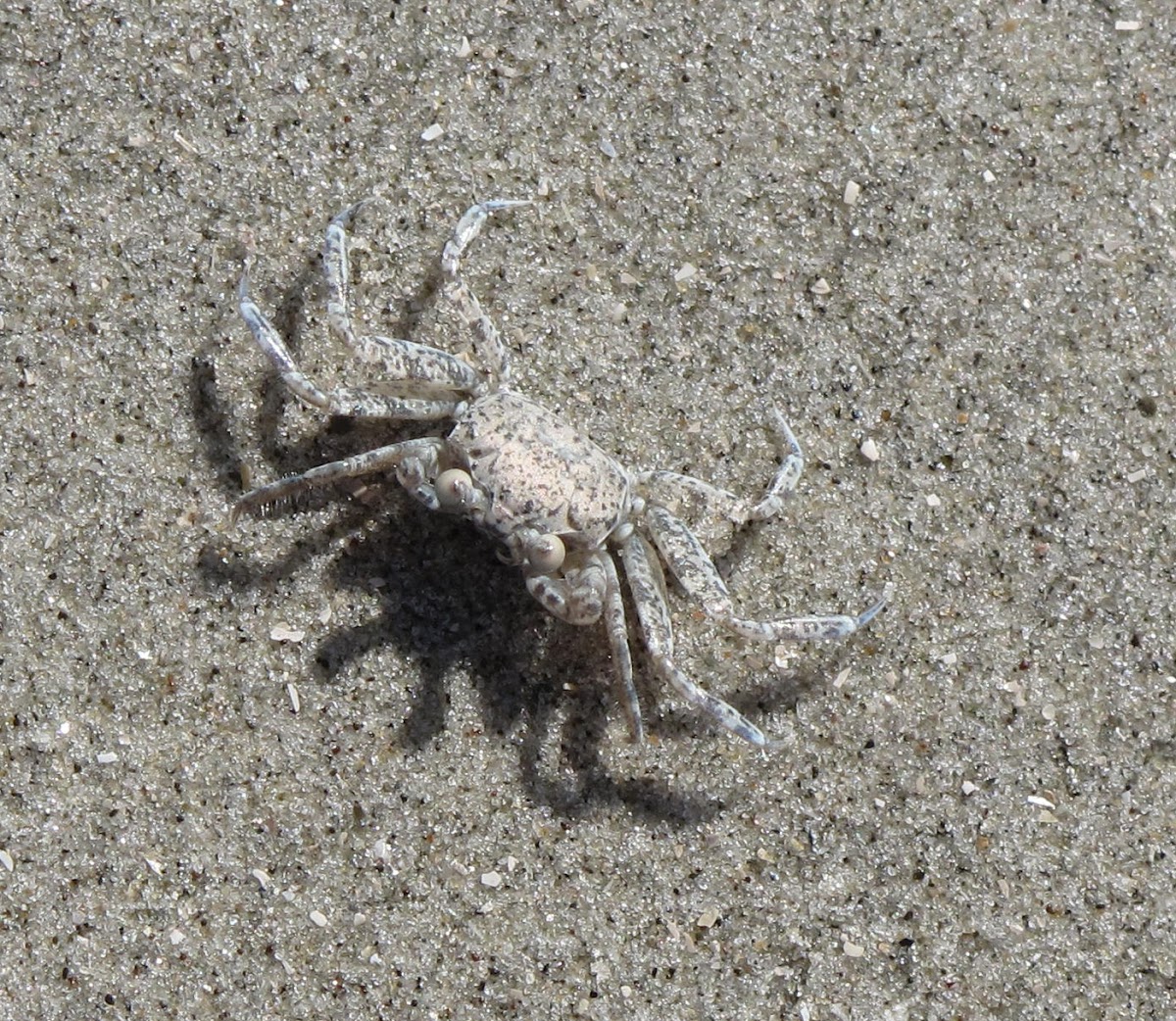 Unkown Crab