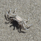 Unkown Crab