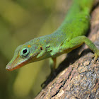 Leopard anole