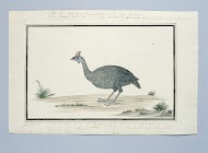 Numida meleagris (Helmparelhoen)