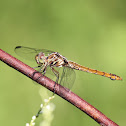 Roseate Skimmer