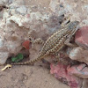 Plateau Fence Lizard