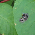 Green-Bottle Fly w/ his little flee friends