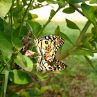 Lime Swallowtail Butterfly