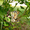 Lime Swallowtail Butterfly