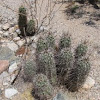 Hedgehog cactus (Engelmann's)