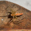 Painted orange backed lynx spider (female)