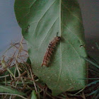 Douglas-Fir Tussock moth caterpillar
