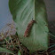 Douglas-Fir Tussock moth caterpillar