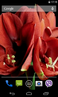 Flowers Video Live Wallpaper(圖2)-速報App