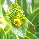 euphorbia