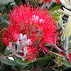 Pohutukawa