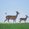 White-Tailed Deer (Doe & Fawn)