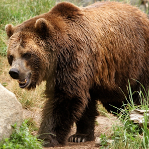 Toddler Animal Game.apk V1.0