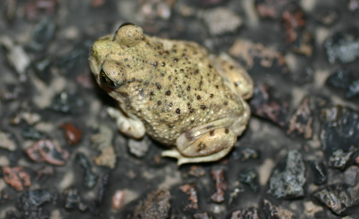 AZ Toad