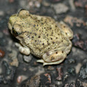 AZ Toad