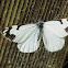 Pine white butterfly