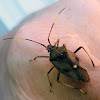 Eucalypt Shield Bug