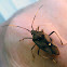 Eucalypt Shield Bug