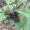 Buck Moth caterpillar