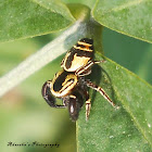 Wasp mimic Jumping Spider