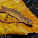 Red eft (Eastern red-spotted newt)