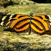 Isabella Longwing Butterfly