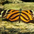Isabella Longwing Butterfly