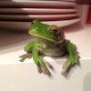 White-Lipped Tree Frog or Giant Tree Frog