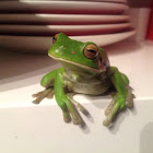 White-Lipped Tree Frog or Giant Tree Frog