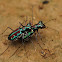 Azure Tiger Beetles