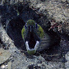 Fimbriated moray