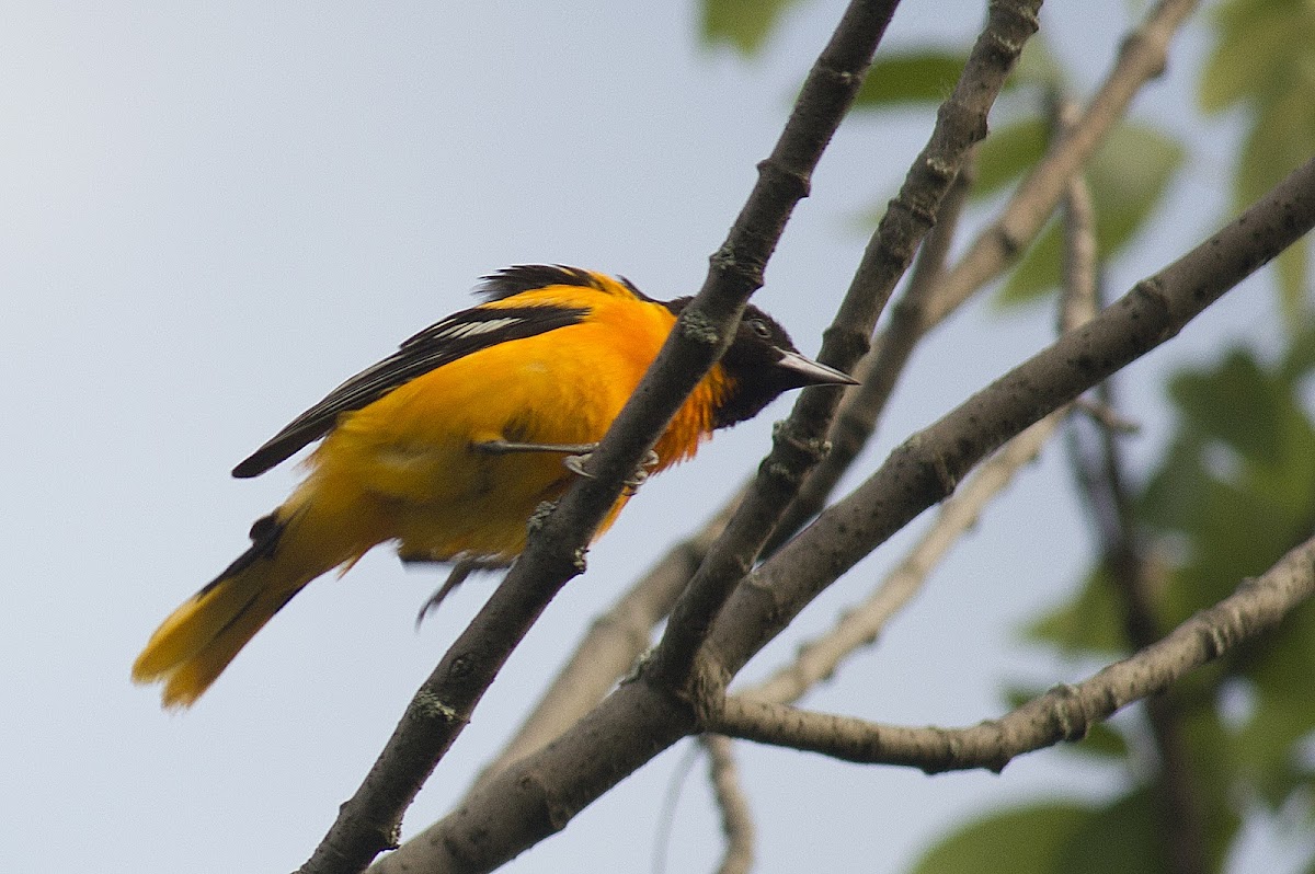 Baltimore Oriole