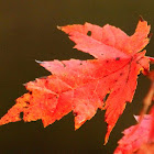 Autumn blaze maple