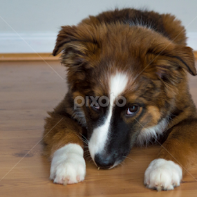 Henry #6 by Christopher Fenning - Animals - Dogs Portraits