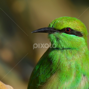 G B E .. by Kulesh Boruah - Animals Birds