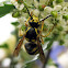 Common Aerial Yellowjacket - queen