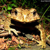 Himalayan Toad