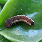 Yellow Striped Armyworm