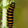 Cinnabar Moth Caterpillar